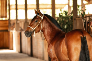Documento sanitario de movilización de équidos dentro del territorio nacional