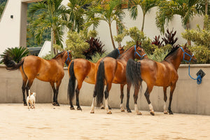 Avanza el proyecto de ley que declara como patrimonio genético la raza diagonales