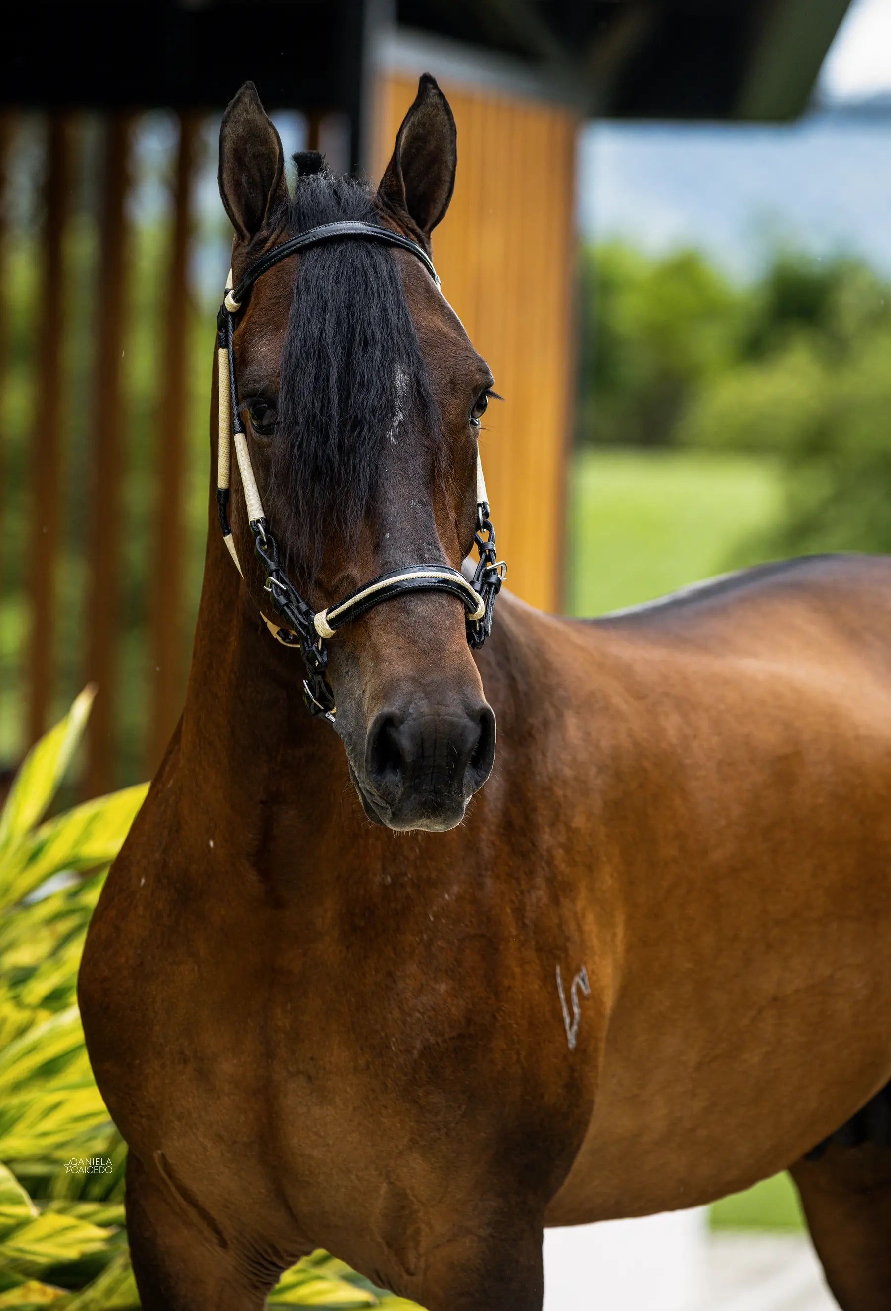 Prepotente de Piramides de Potrillo / Servicio Reproductivo (Semen)