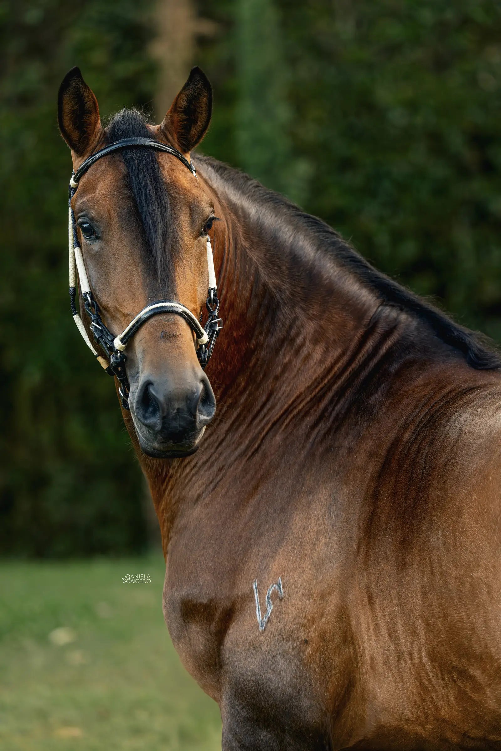 Greco del Trébol ( Semen )