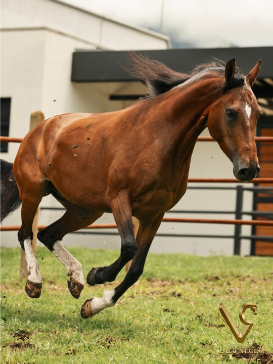 Almendra de F.G / Embrión