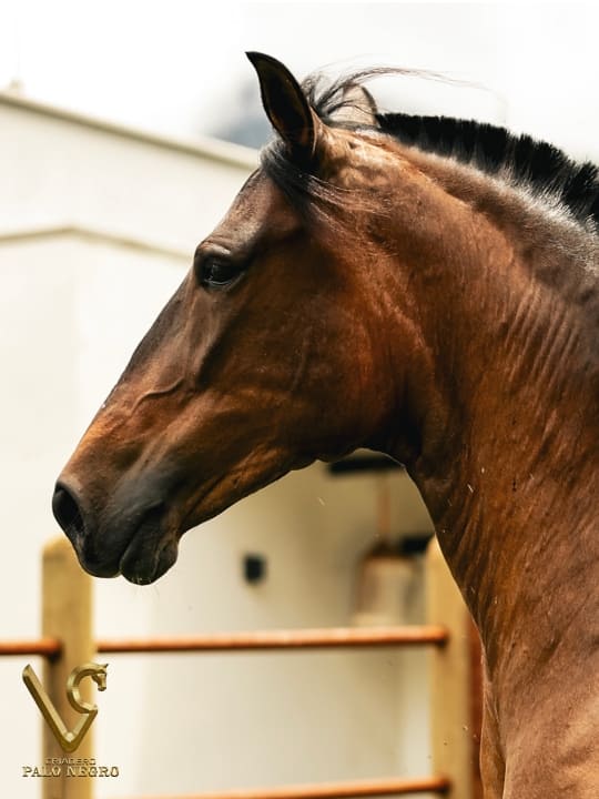 Réplica de Villa María / Embrión