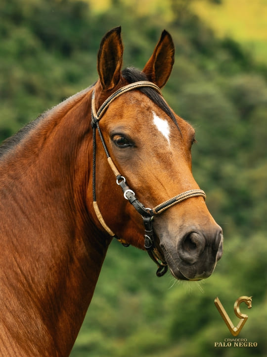 Almendra de F.G / Embrión