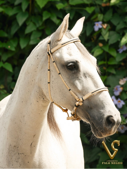 Dulce Bendición de Villa Gloria / Embrión