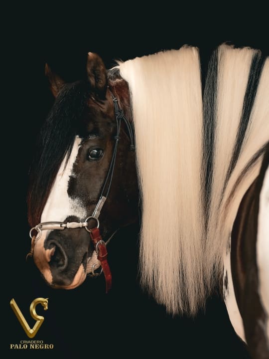 Comanche / Servicio Reproductivo (Semen)