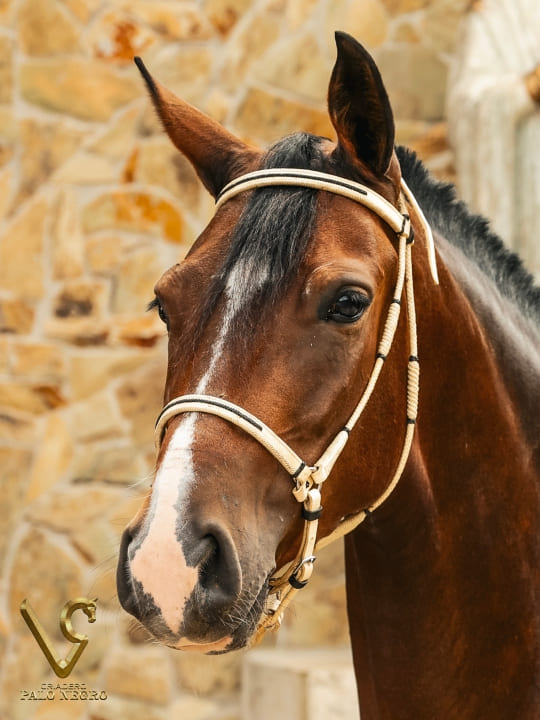 Tirana de Palonegro / Embrión