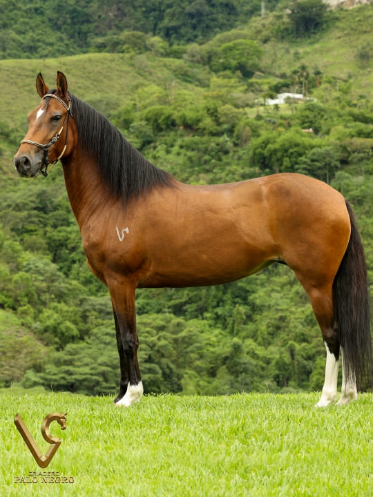 Almendra de F.G / Embrión