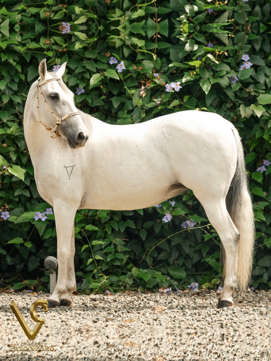 Dulce Bendición de Villa Gloria / Embrión