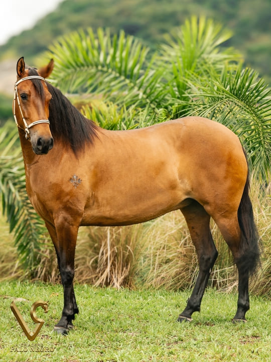 Tijuana de las Majadas / Embrión