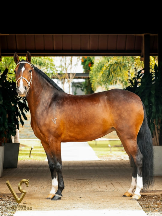 Tirana de Palonegro / Embrión