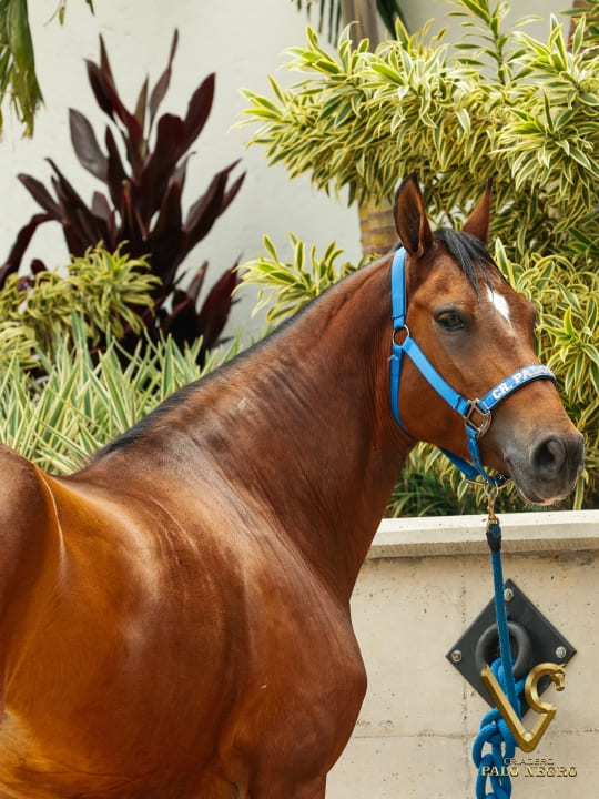 Almendra de F.G / Embrión