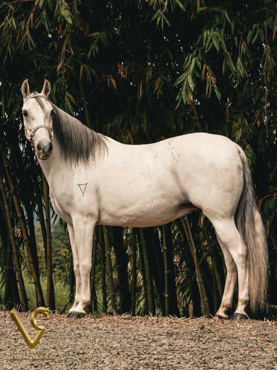 Dulce Bendición de Villa Gloria / Embrión