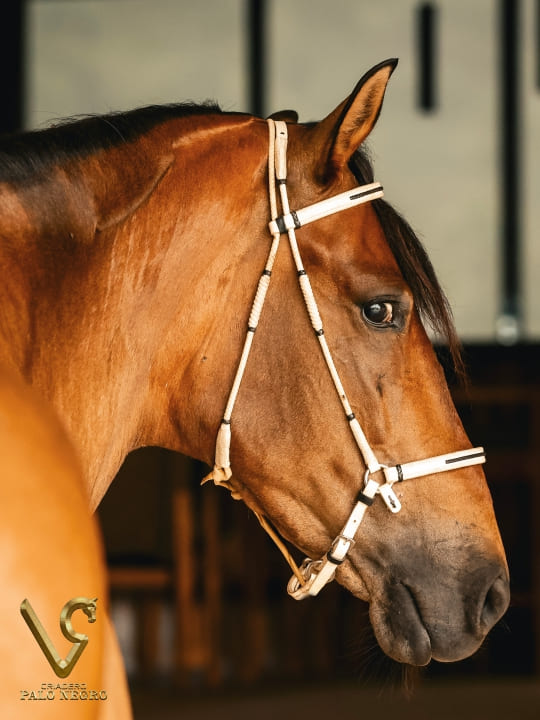 Tijuana de las Majadas / Embrión