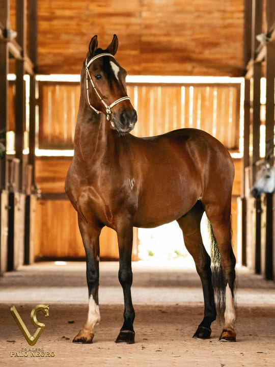 Tirana de Palonegro / Embrión