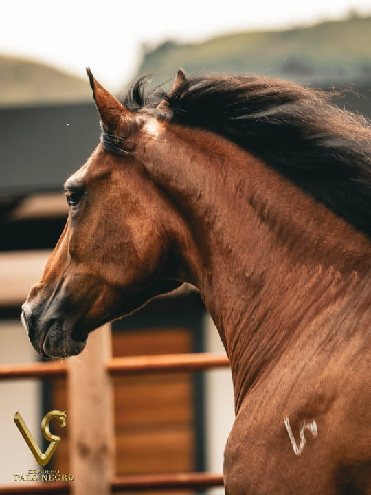 Almendra de F.G / Embrión