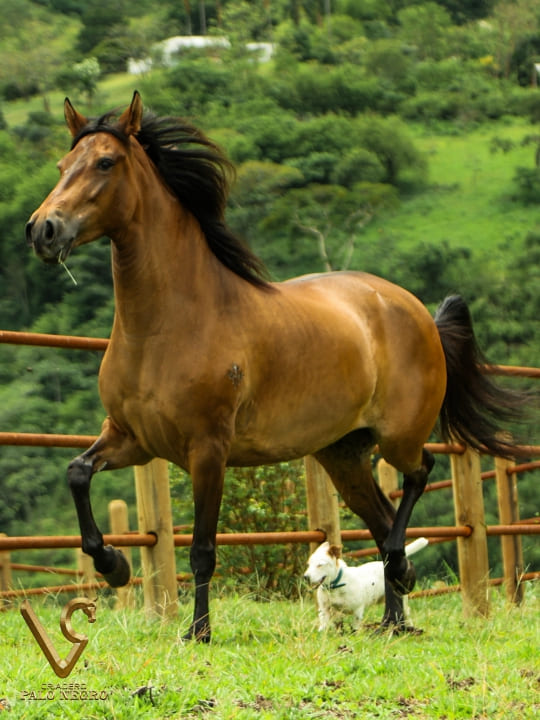 Tijuana de las Majadas / Embrión