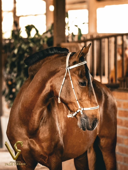 Tirana de Palonegro / Embrión