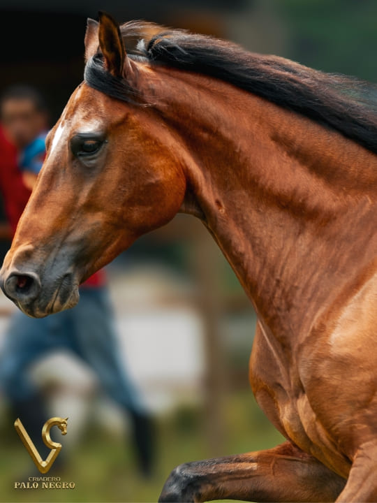 Almendra de F.G / Embrión