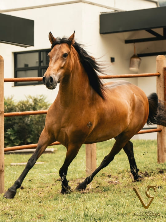 Tijuana de las Majadas / Embrión