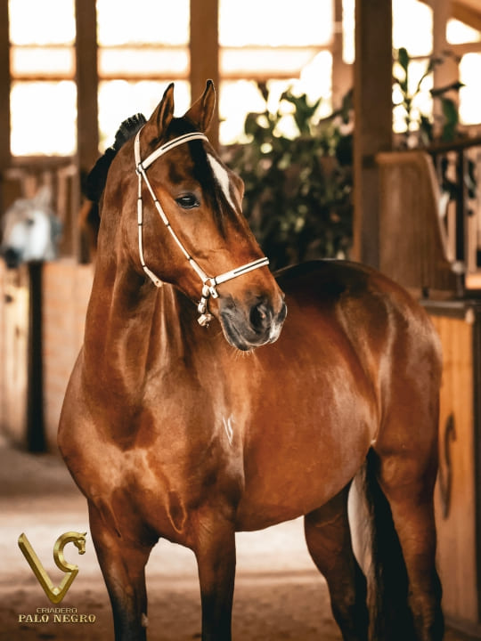 Tirana de Palonegro / Embrión