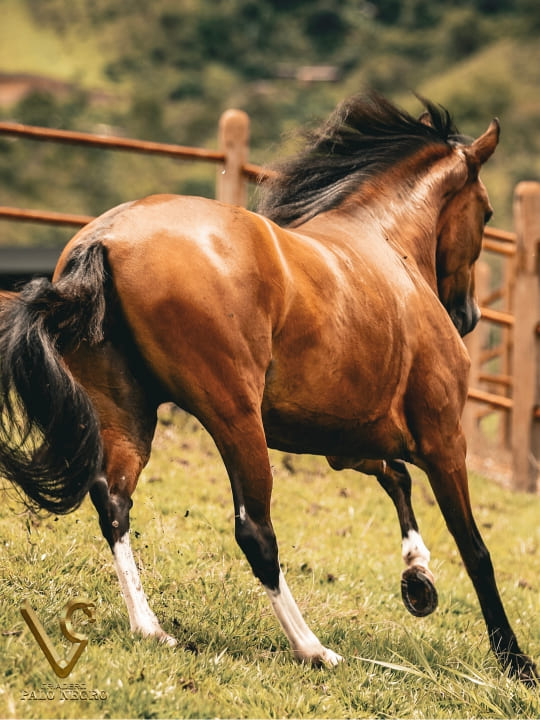Almendra de F.G / Embrión
