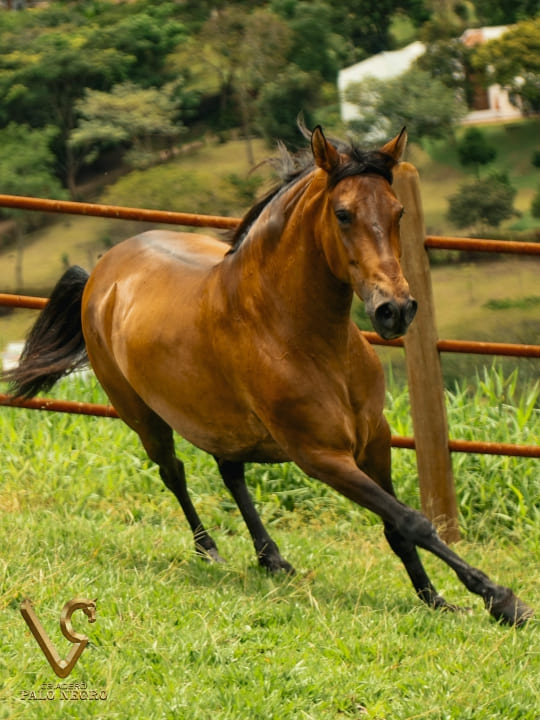 Tijuana de las Majadas / Embrión