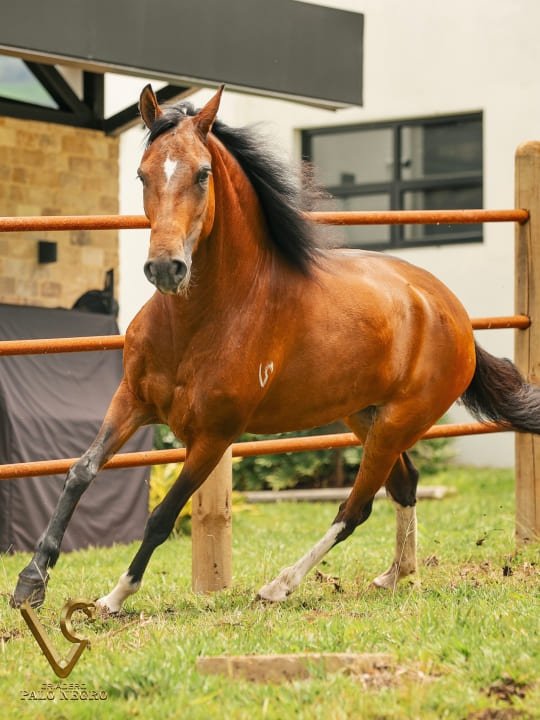 Almendra de F.G / Embrión