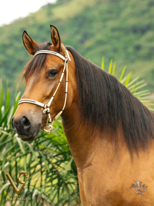 Tijuana de las Majadas / Embrión