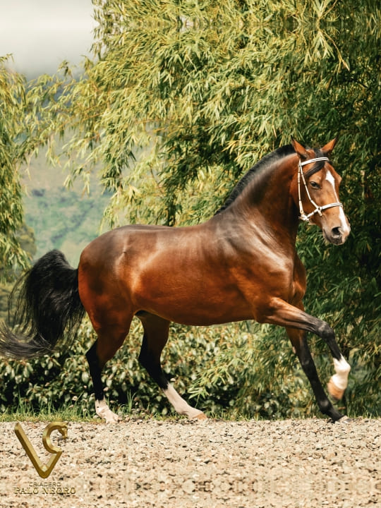 Tirana de Palonegro / Embrión