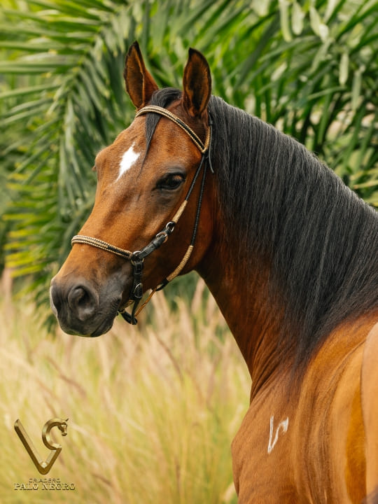 Almendra de F.G / Embrión
