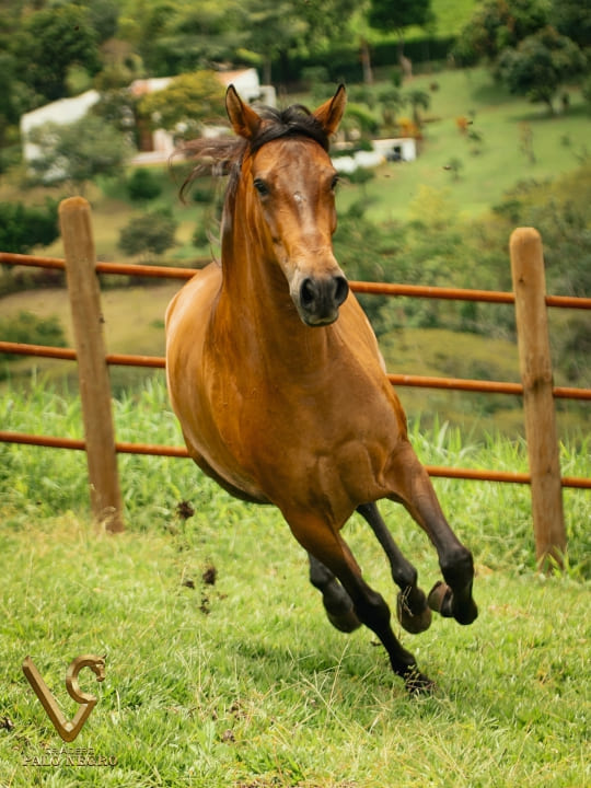 Tijuana de las Majadas / Embrión