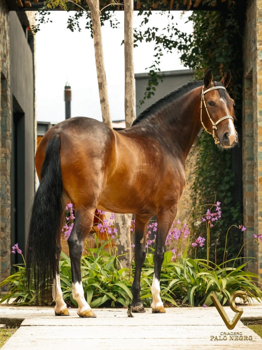 Tirana de Palonegro / Embrión