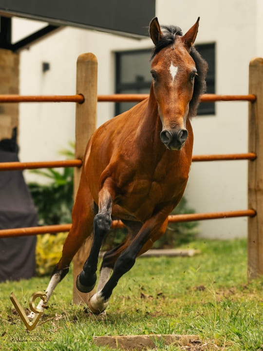 Almendra de F.G / Embrión