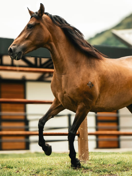 Tijuana de las Majadas / Embrión