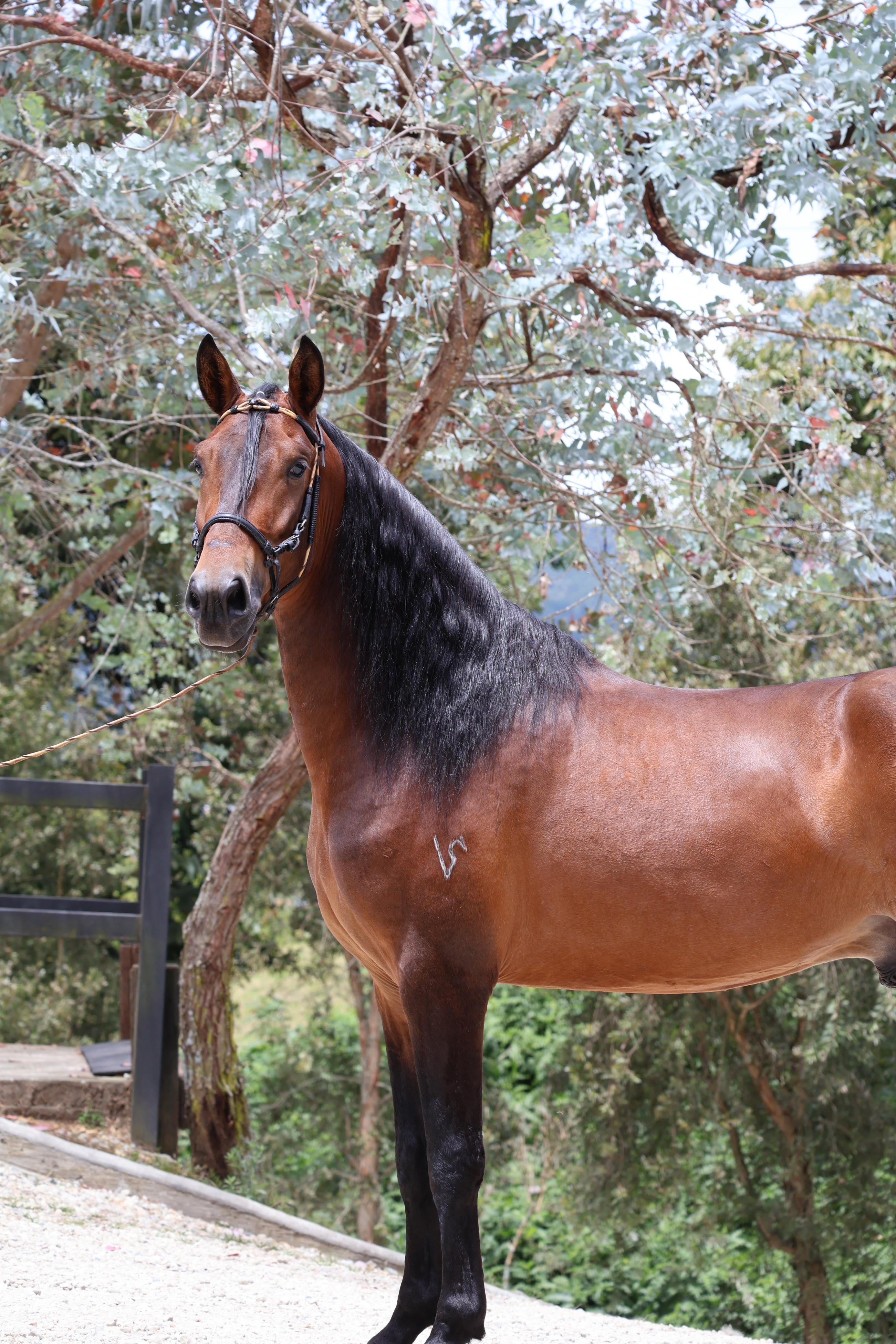 Greco del Trébol ( Semen )