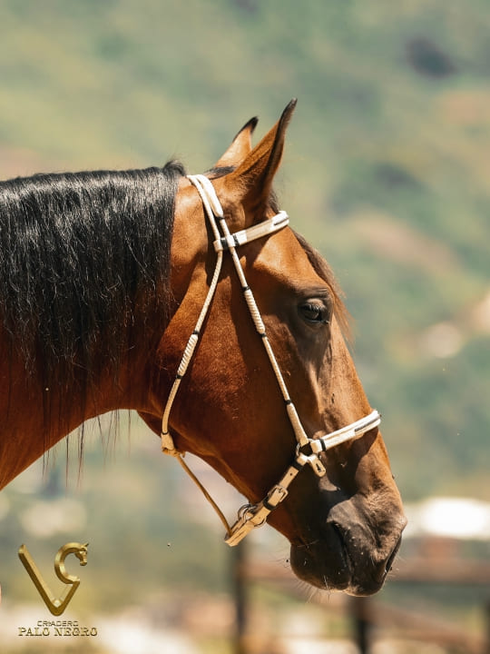 Excesiva de las Diosas / Embrión