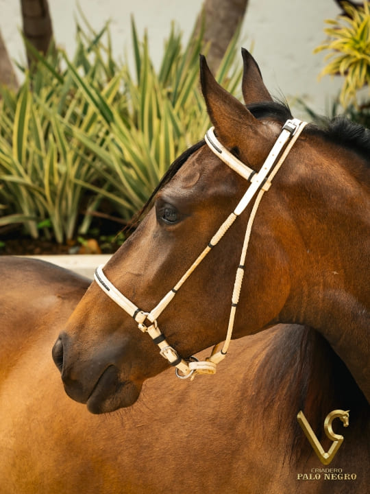 Unika de Uno de la Cristalina