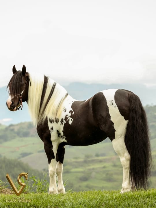 Comanche / Servicio Reproductivo (Semen)