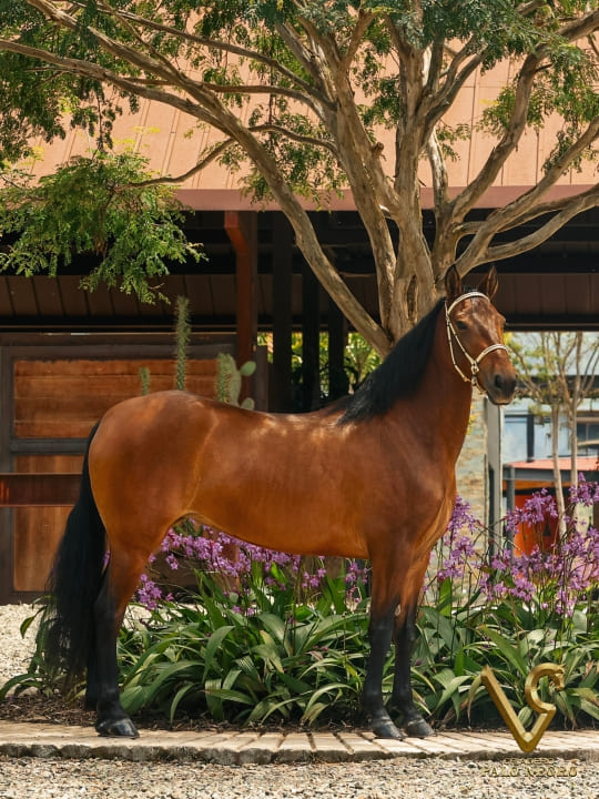 Excesiva de las Diosas / Embrión