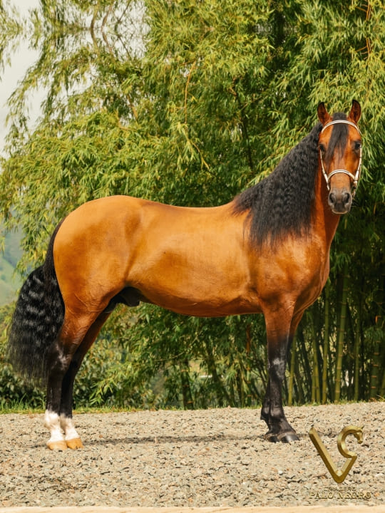 Ilusionista de Villa Laura / Servicio Reproductivo (Semen)