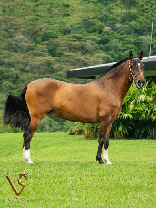 Réplica de Villa María / Embrión