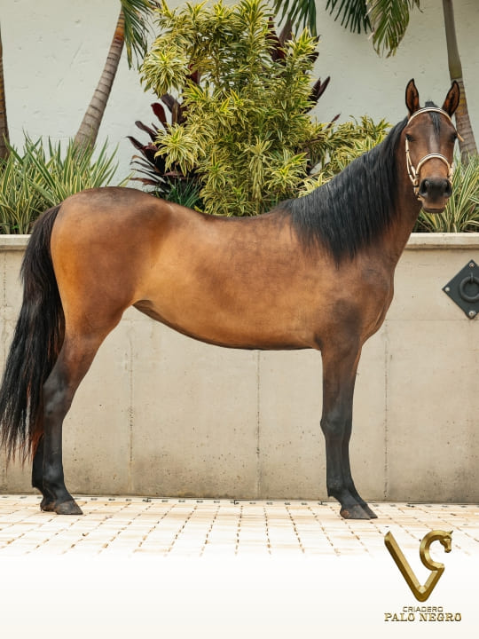 Unika de Uno de la Cristalina