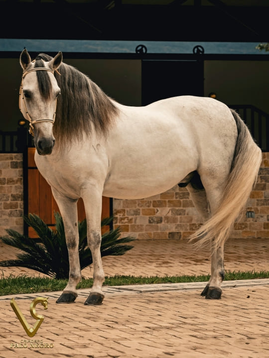 Aurelio M de las Bermudas / Servicio Reproductivo (Semen)