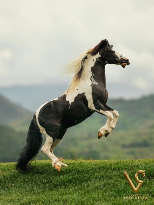 Comanche / Servicio Reproductivo (Semen)