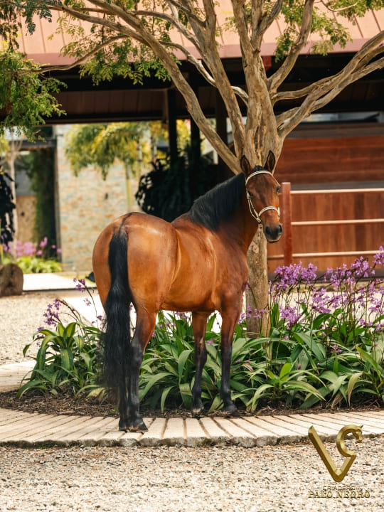 Excesiva de las Diosas / Embrión