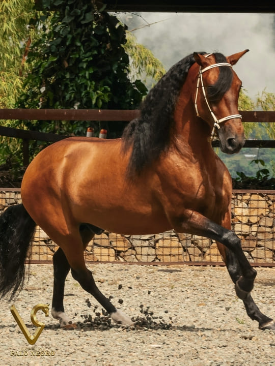 Ilusionista de Villa Laura / Servicio Reproductivo (Semen)