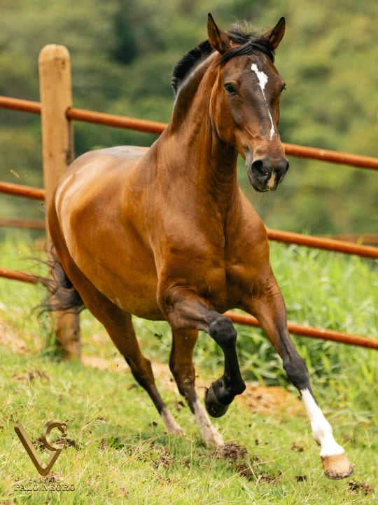 Réplica de Villa María / Embrión
