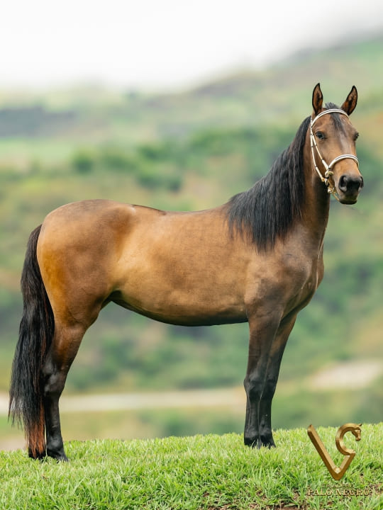 Unika de Uno de la Cristalina