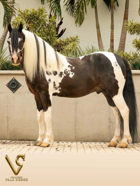 Comanche / Servicio Reproductivo (Semen)