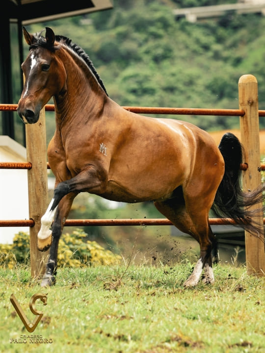 Réplica de Villa María / Embrión